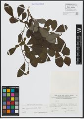 Foto von Salix appendiculata Vill.